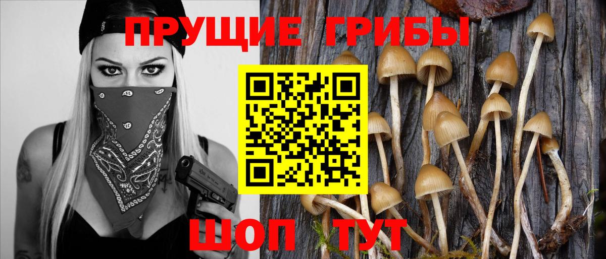 Галлюциногенные грибы Psilocybine cubensis Кирово-Чепецк